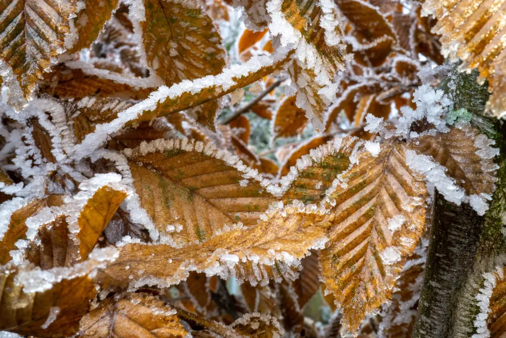 Avenbok (Carpinus betulus): häcken på vintern
