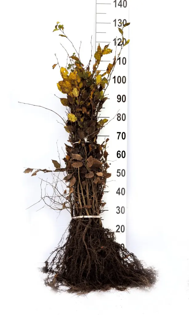 Barrotade avenbok-plantor med synliga rötter och måttstock, så som de levereras