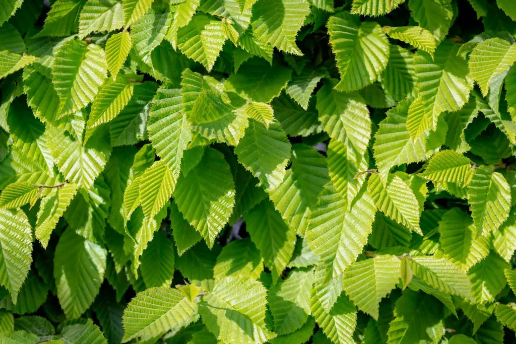 Avenbok (Carpinus betulus): bladen i närbild