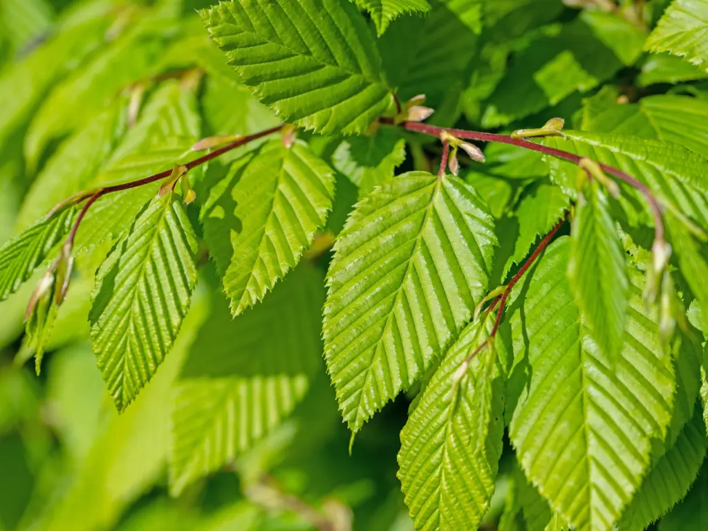 Avenbok (Carpinus betulus): närbild av bladverket