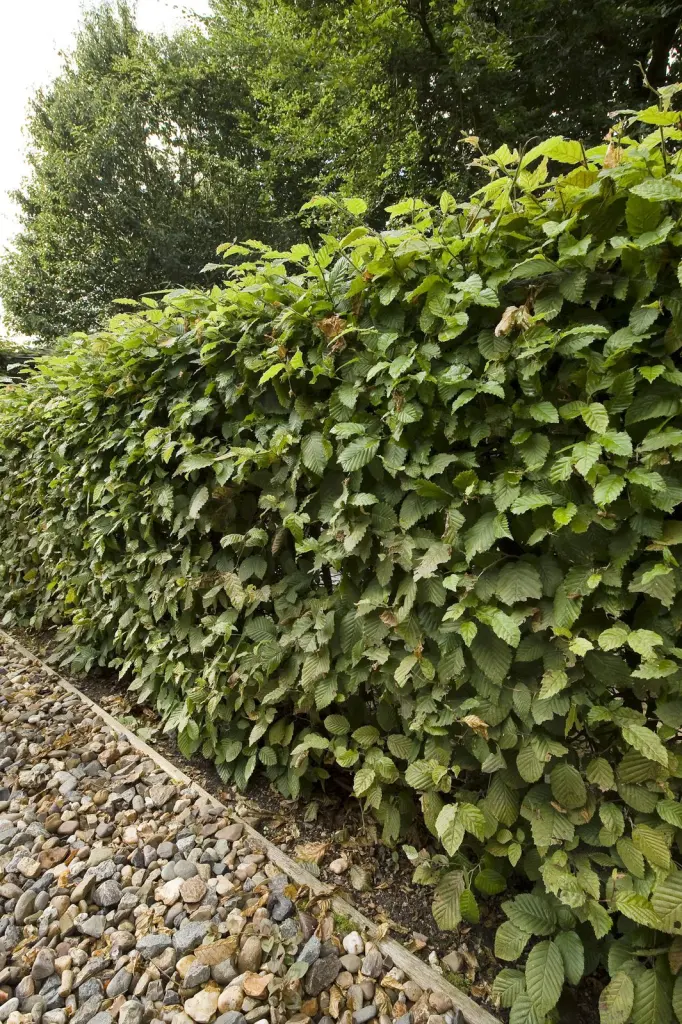 Avenbok 60–100 cm (Carpinus betulus)