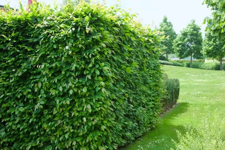 Avenbok (Carpinus betulus): hög, tät häck som insynsskydd