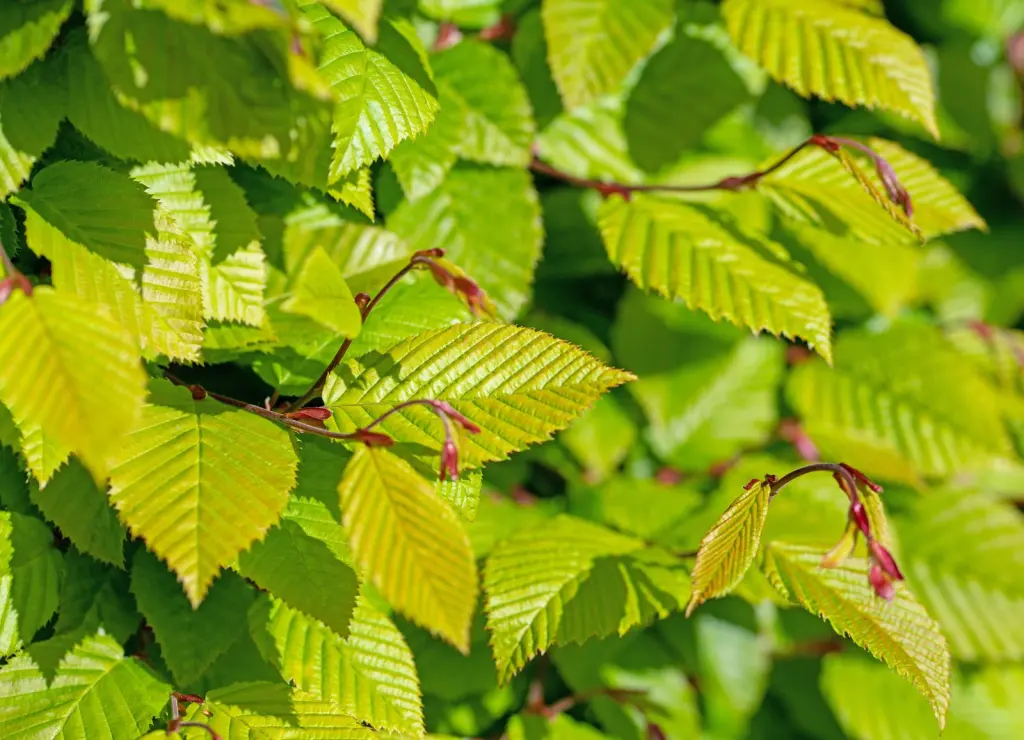 Avenbok (Carpinus betulus): bladen i närbild