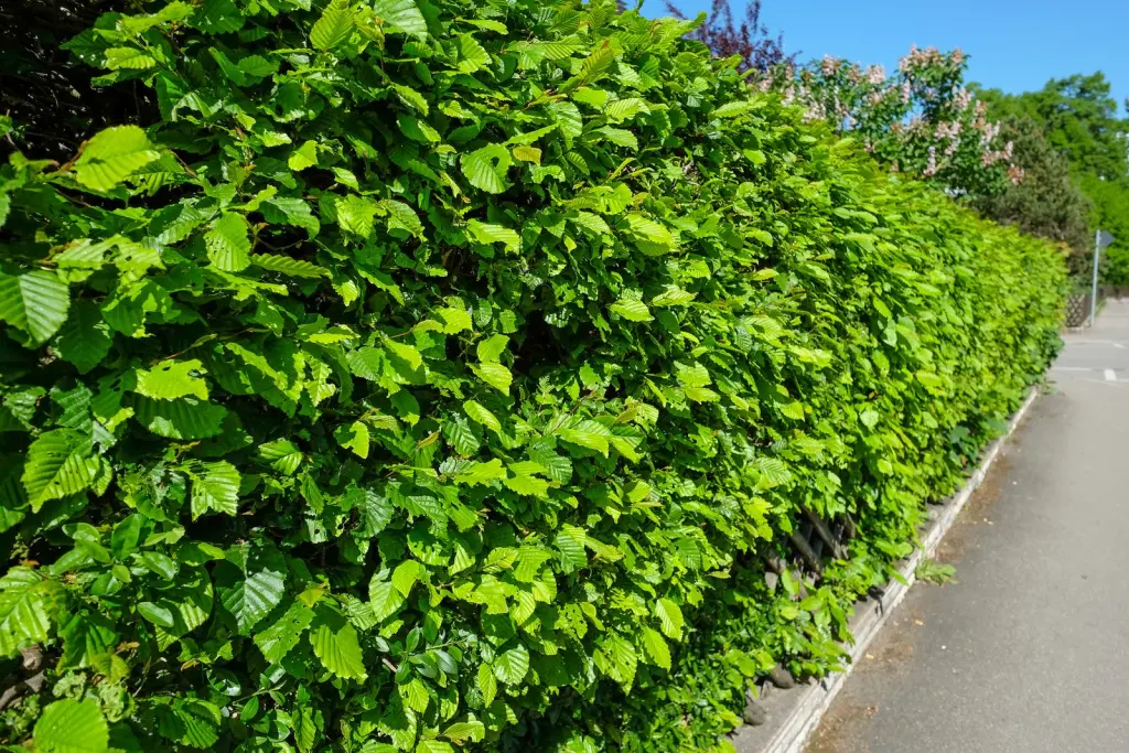 Avenbok (Carpinus betulus): formklippt häck längs en trädgårdsgräns