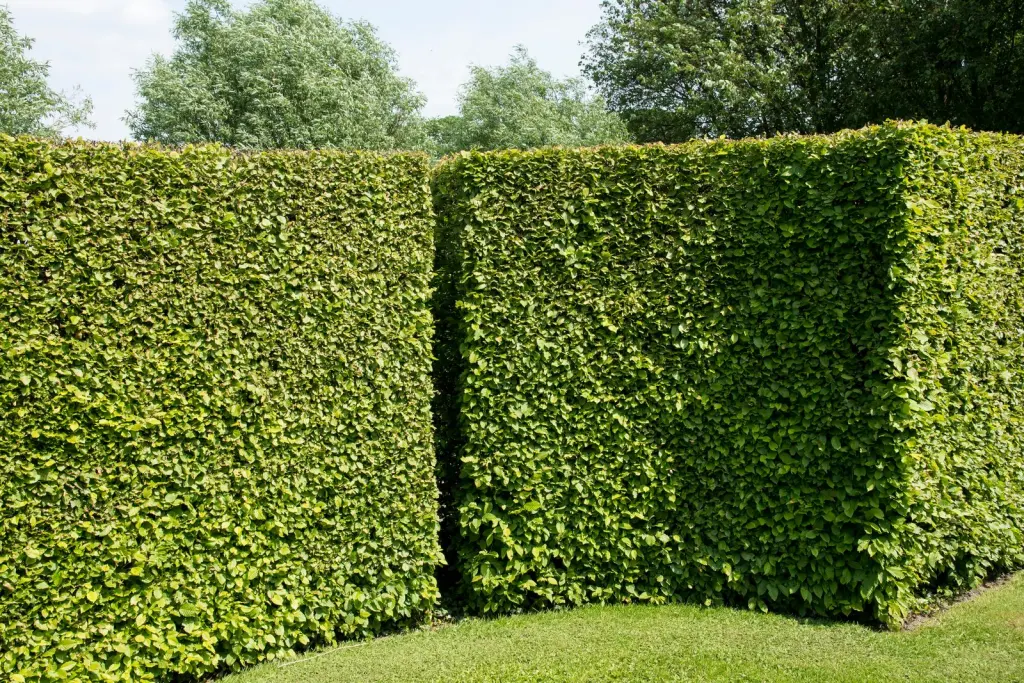 Avenbok (Carpinus betulus): tät häck i trädgården