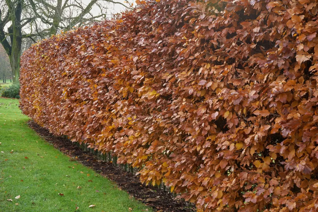 Avenbok (Carpinus betulus): häcken på vintern
