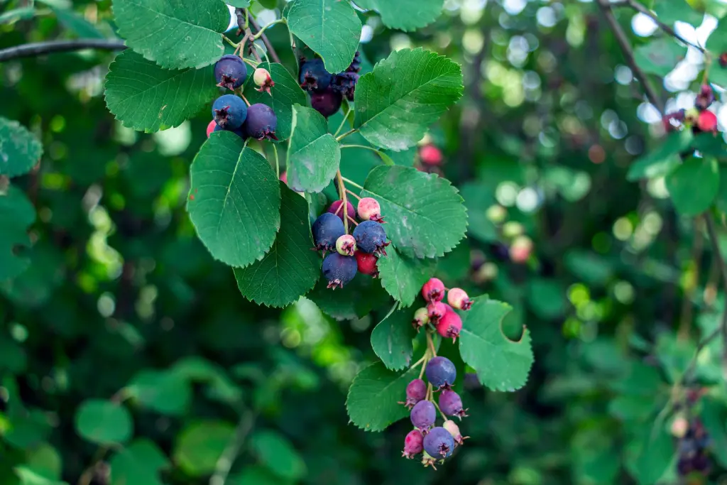 Bärhäggmispel (Amelanchier alnifolia): bär eller frukter på grenarna