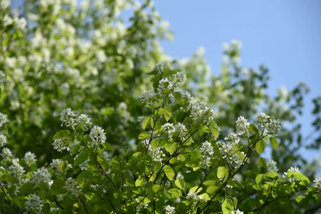 Bärhäggmispel (Amelanchier alnifolia): blommande buske i full blom