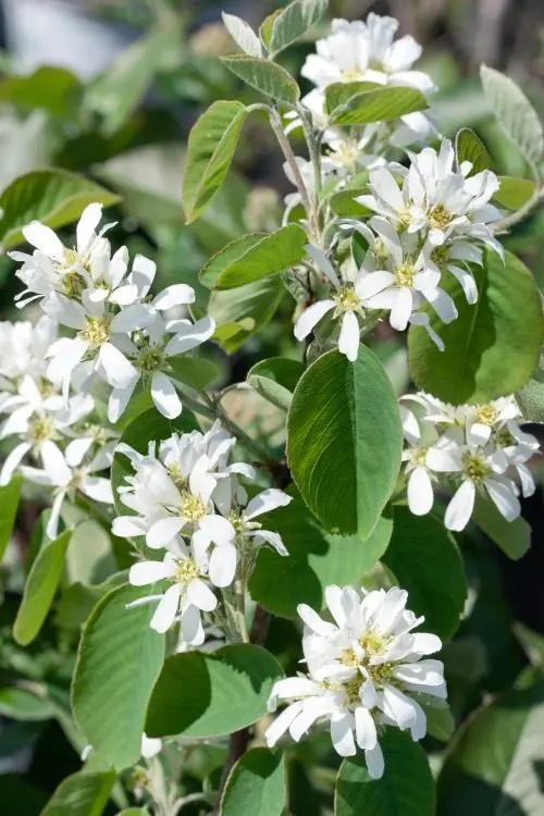 Bärhäggmispel 50–80 cm (Amelanchier alnifolia)