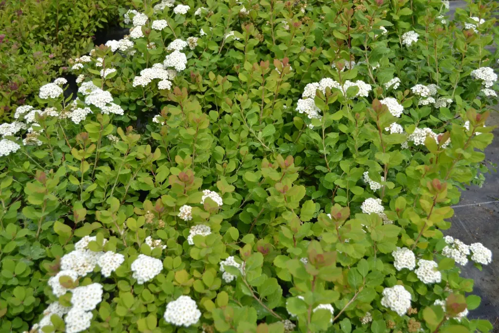 Björkspirea (Spiraea betulifolia): buskar i blom