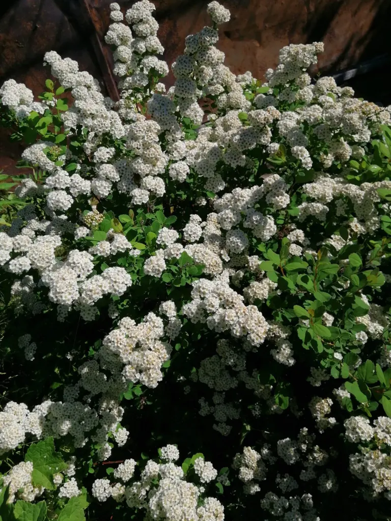 Björkspirea (Spiraea betulifolia): blommande buske i full blom