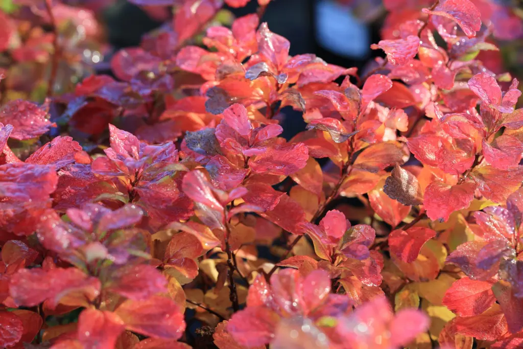 Björkspirea (Spiraea betulifolia): bladverket i höstfärger