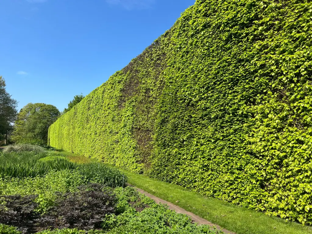 Bok (Fagus sylvatica): hög häck som ger skydd mot insyn