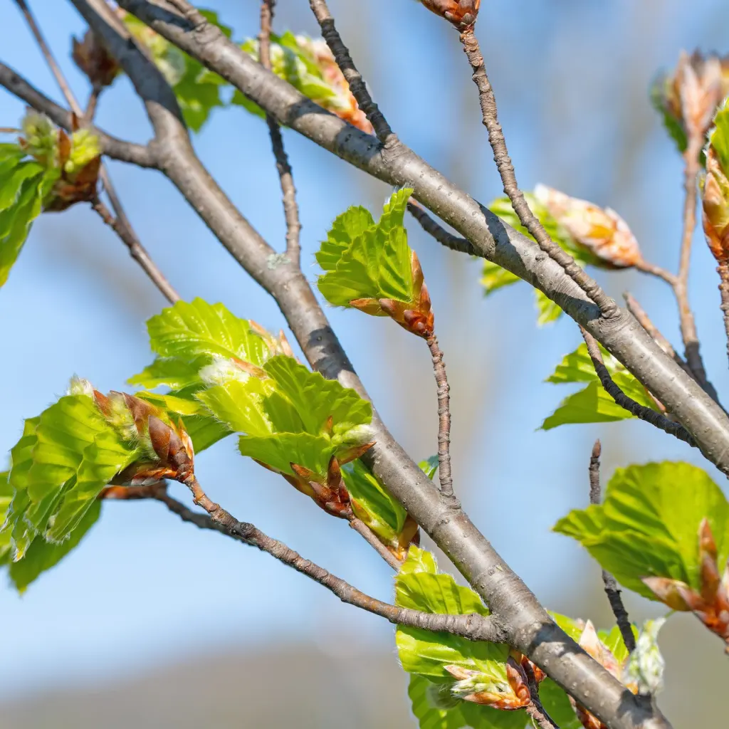 Bok (Fagus sylvatica): knoppar och nya skott