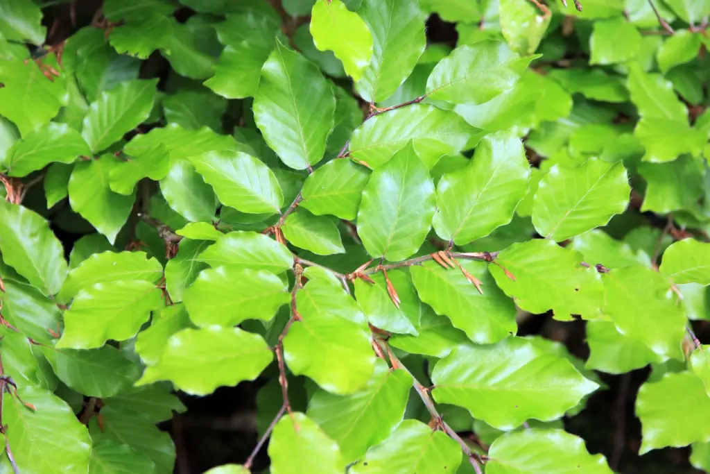 Bok (Fagus sylvatica): bladen i närbild