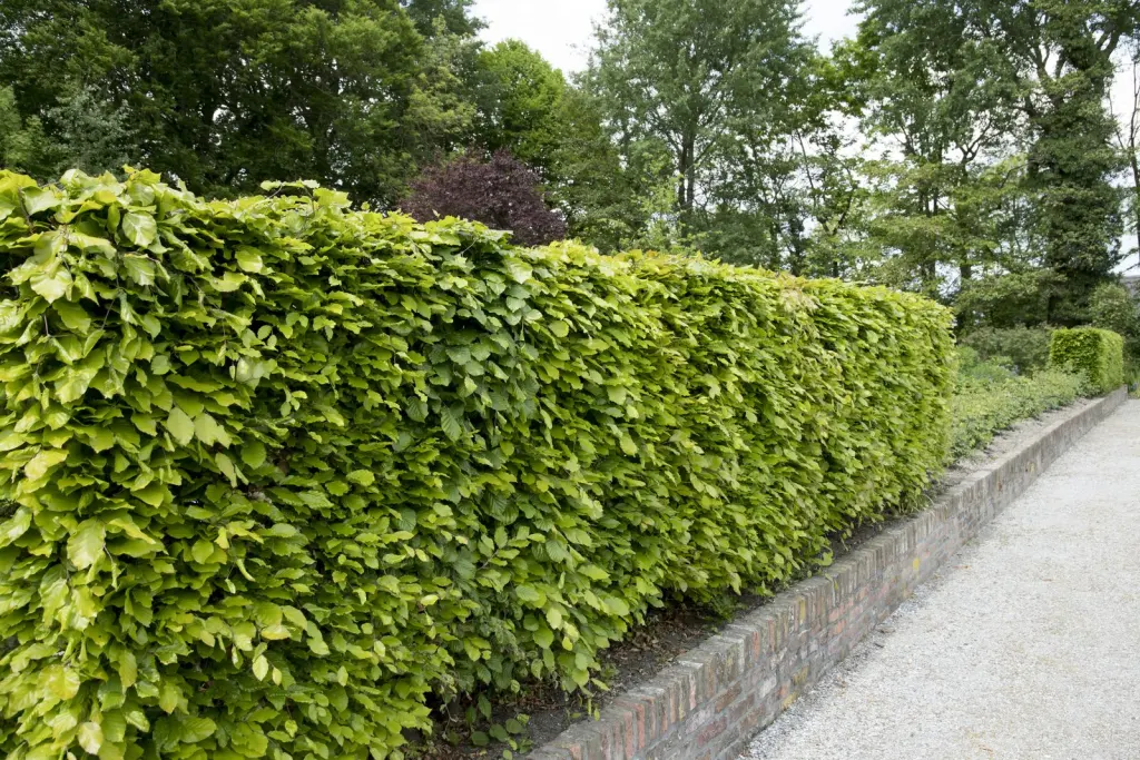 Bok (Fagus sylvatica): klippt häck i trädgårdsmiljö
