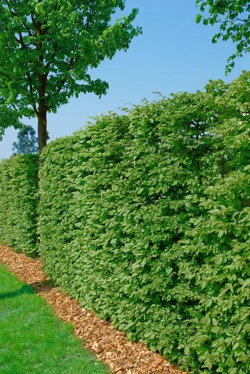 Bok Goliat 125–150 cm (Fagus sylvatica)