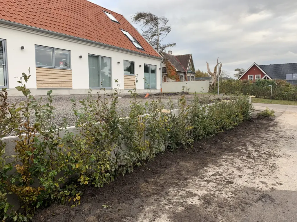 Bok (Fagus sylvatica): nyplanterad häckrad