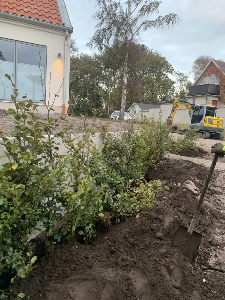 Bok (Fagus sylvatica): ung häck efter plantering