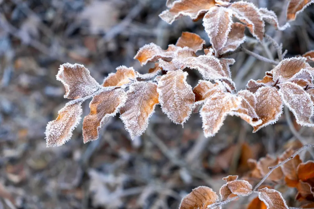 Bok (Fagus sylvatica): häcken på vintern