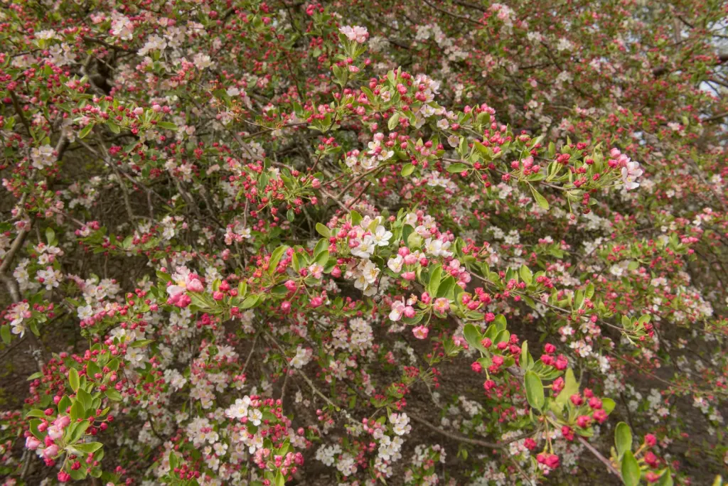 Bukettapel (Malus toringo var. sargentii): buskar i blom