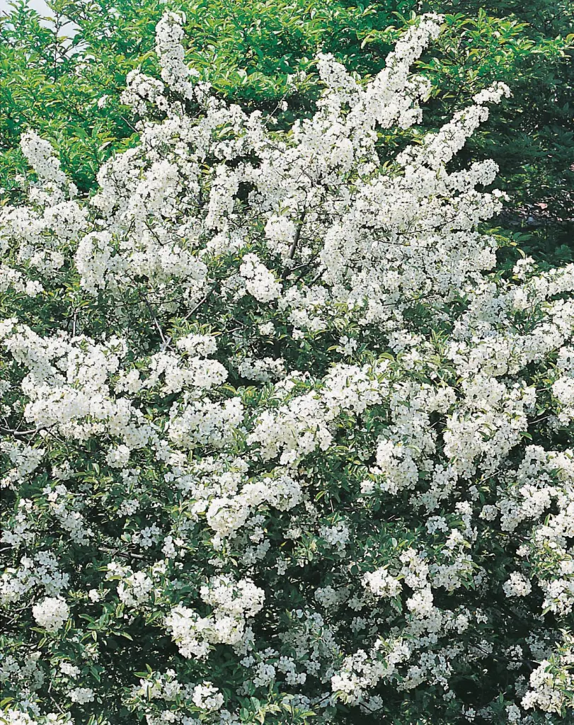 Bukettapel (Malus toringo var. sargentii): blommande buske i full blom