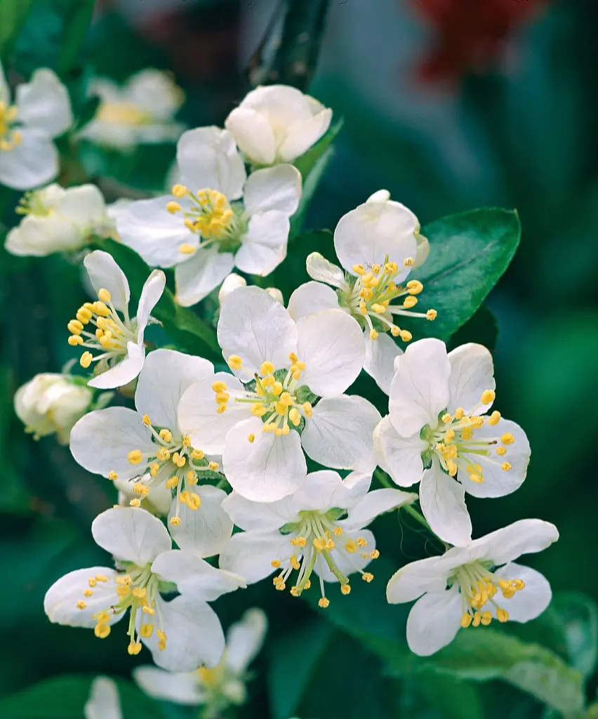 Bukettapel (Malus toringo var. sargentii): närbild av blommorna
