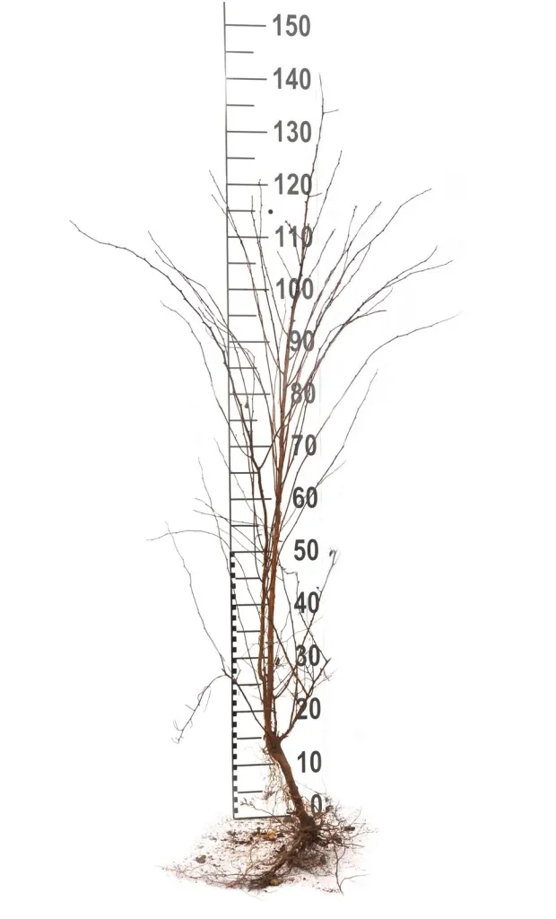 Närbild på en barrotad bukettspirea-planta med rotsystem och måttstock