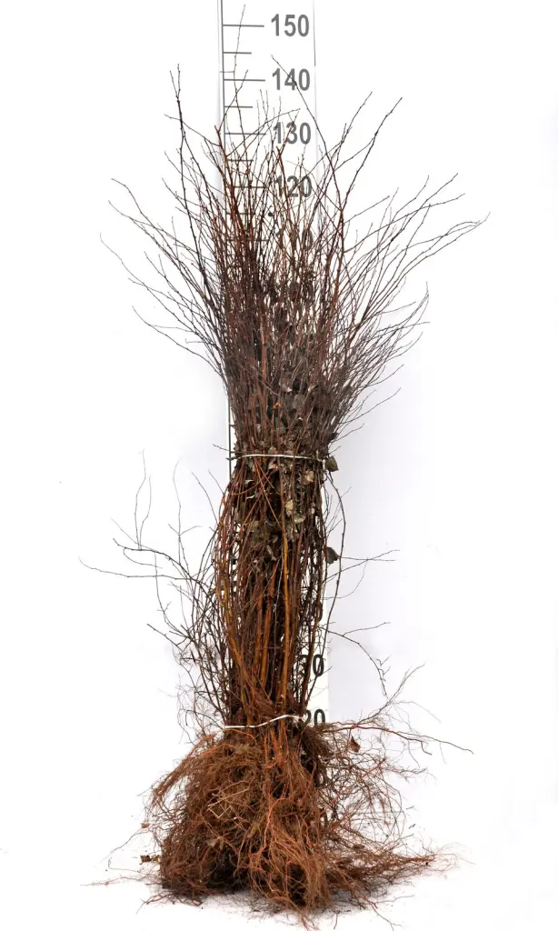 Barrotade bukettspirea-plantor med synliga rötter och måttstock, så som de levereras