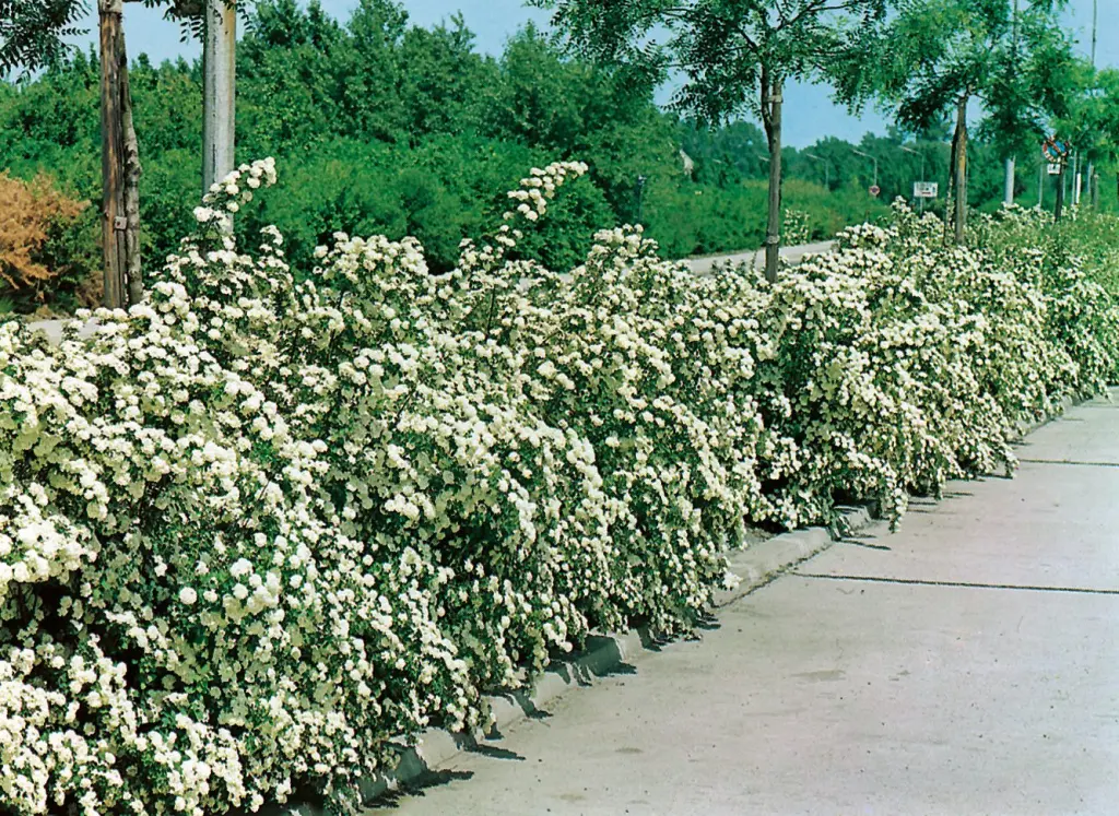 Bukettspirea (Spiraea x vanhouttei): buskar i blom