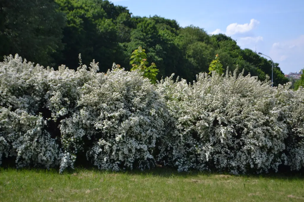 Bukettspirea (Spiraea x vanhouttei): blomrik häck under blomningen