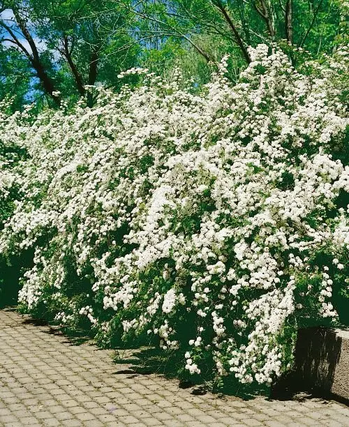 Bukettspirea 50–80 cm (Spiraea x vanhouttei)