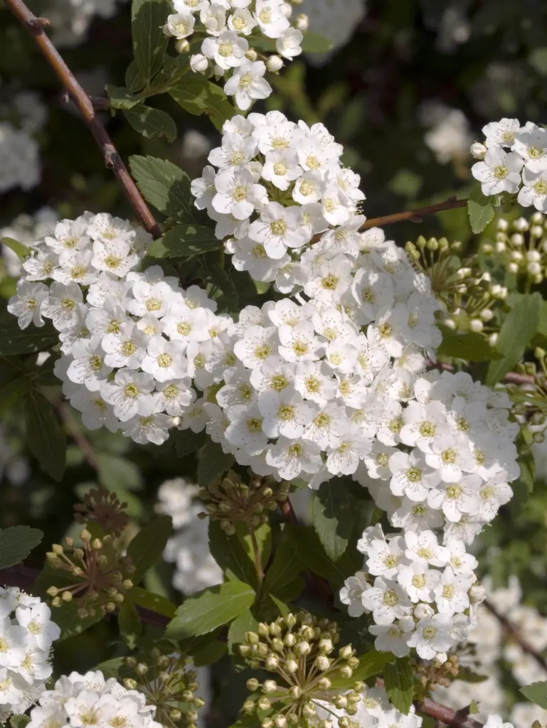 Bukettspirea (Spiraea x vanhouttei): blommor på nära håll
