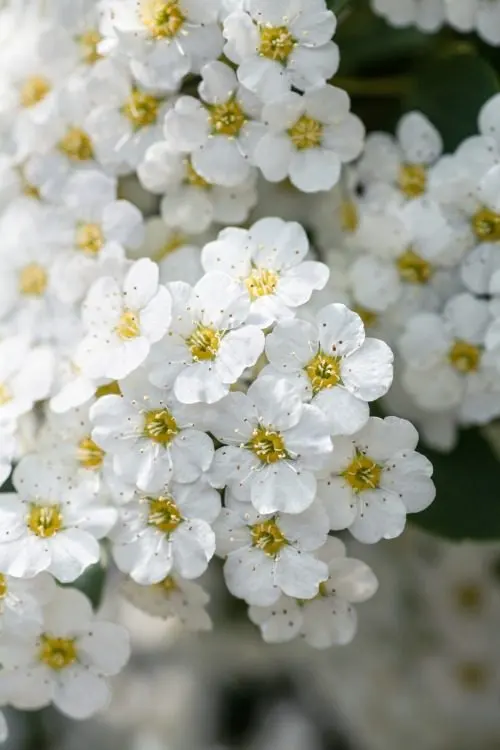 Bukettspirea (Spiraea x vanhouttei): närbild av blommorna