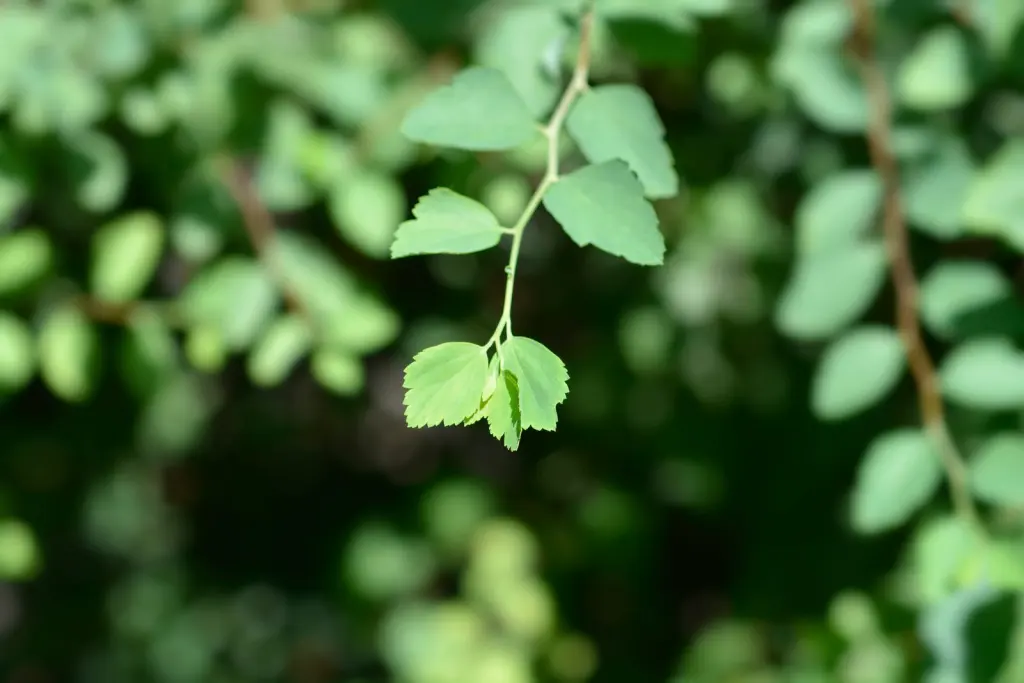 Bukettspirea (Spiraea x vanhouttei): bladen i närbild