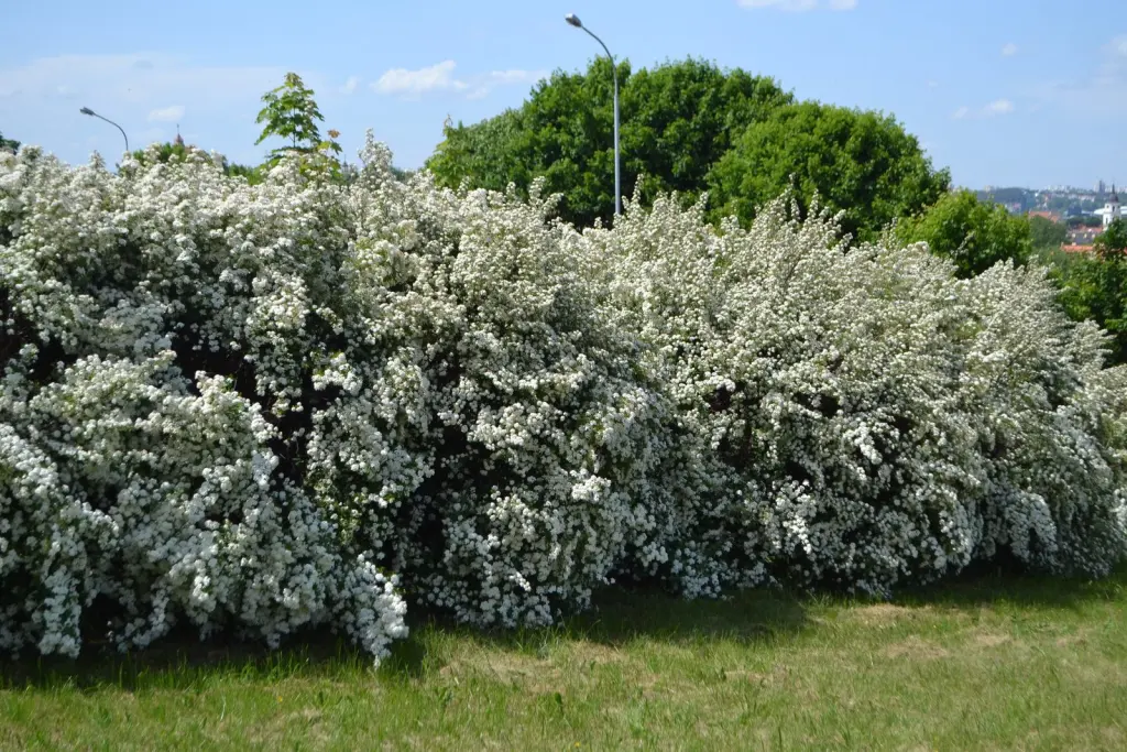 Bukettspirea (Spiraea x vanhouttei): buskar i blom