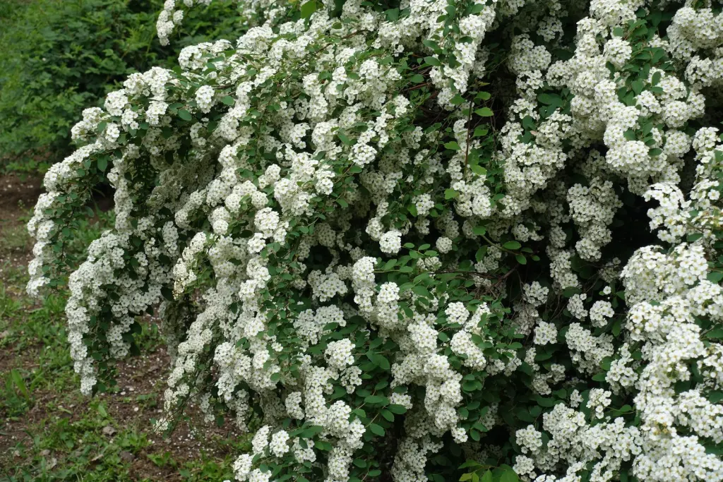 Bukettspirea (Spiraea x vanhouttei): blomrik häck under blomningen