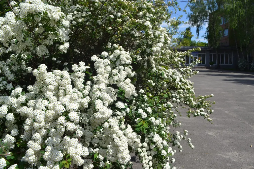 Bukettspirea (Spiraea x vanhouttei): närbild av blommorna