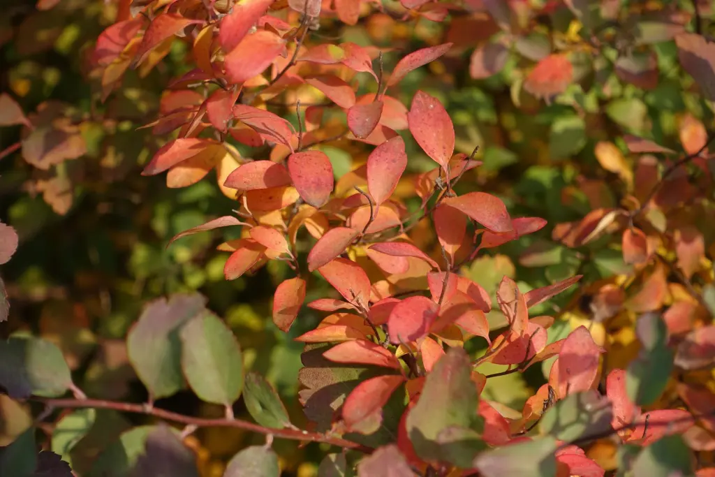 Bukettspirea (Spiraea x vanhouttei): bladverket i höstfärger