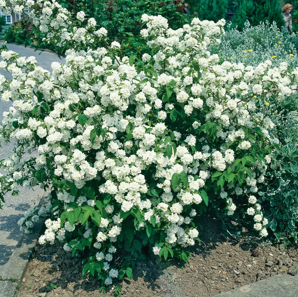 Doftschersmin Goliat 80–100 cm (Philadelphus coronarius)