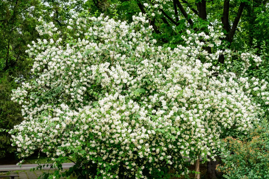 Doftschersmin (Philadelphus coronarius): buskar i blom
