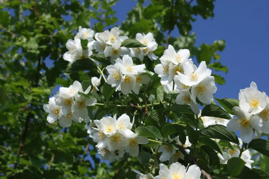 Doftschersmin (Philadelphus coronarius): närbild av blommorna