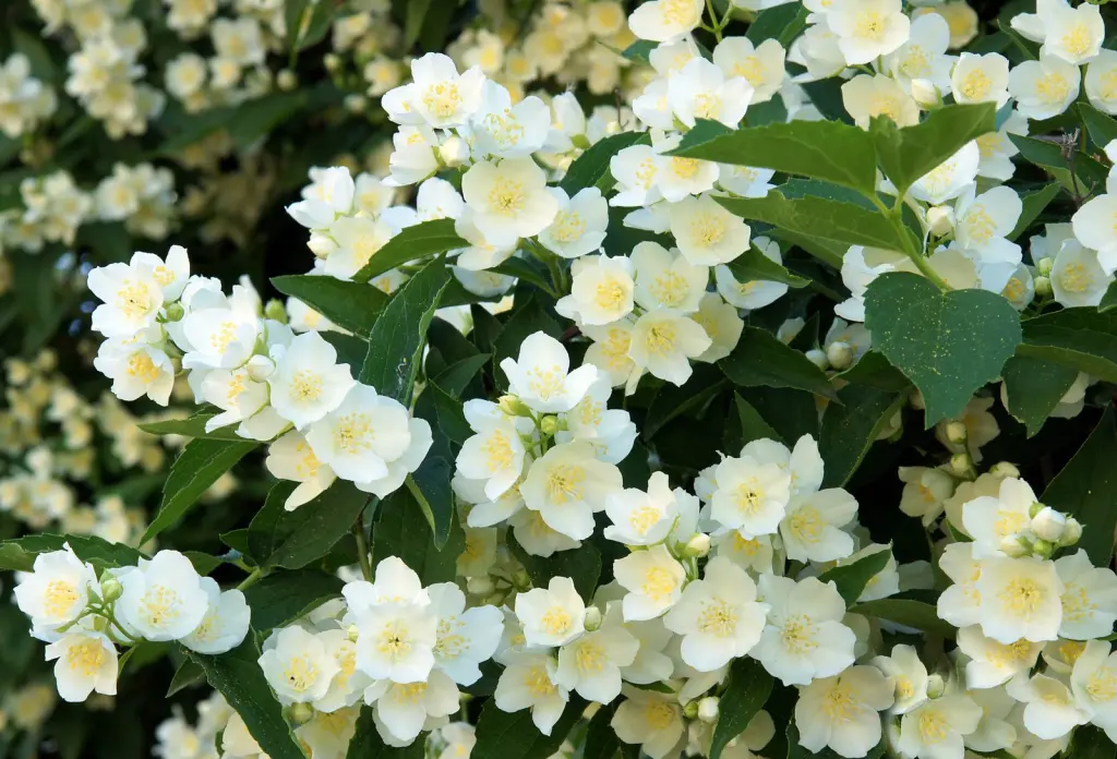 Doftschersmin (Philadelphus coronarius): blommor på nära håll