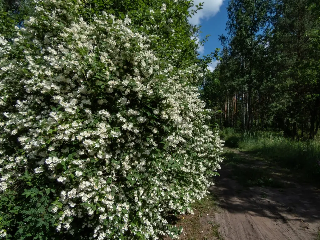 Doftschersmin (Philadelphus coronarius): hel buske med sitt naturliga växtsätt