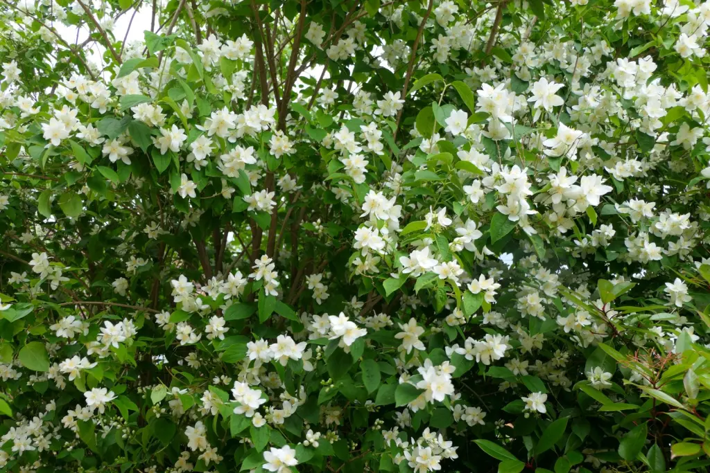 Doftschersmin (Philadelphus coronarius): buskens växtsätt på nära håll