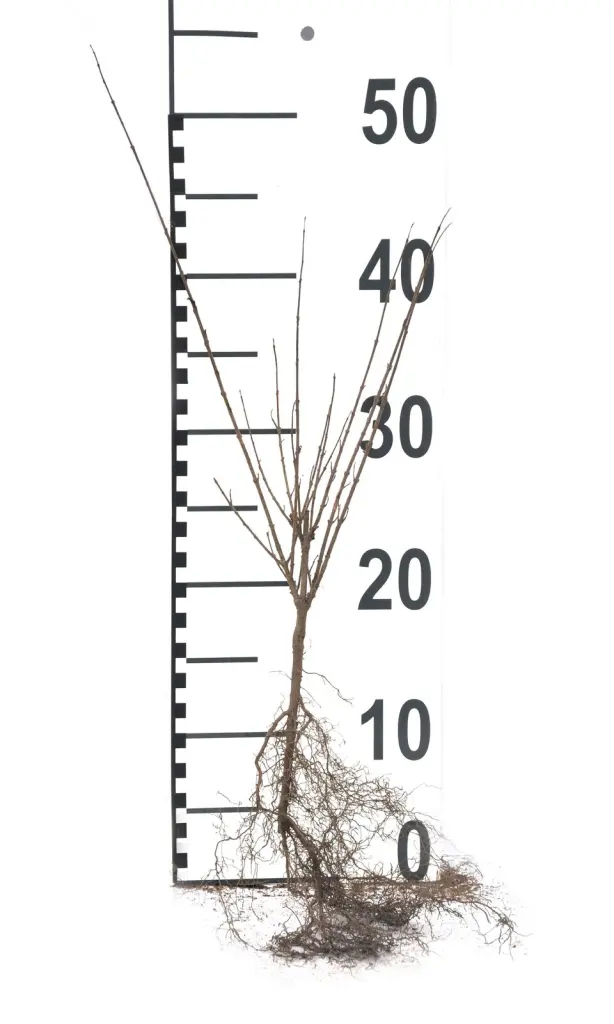 Närbild på en barrotad dvärgliguster-planta med rotsystem och måttstock