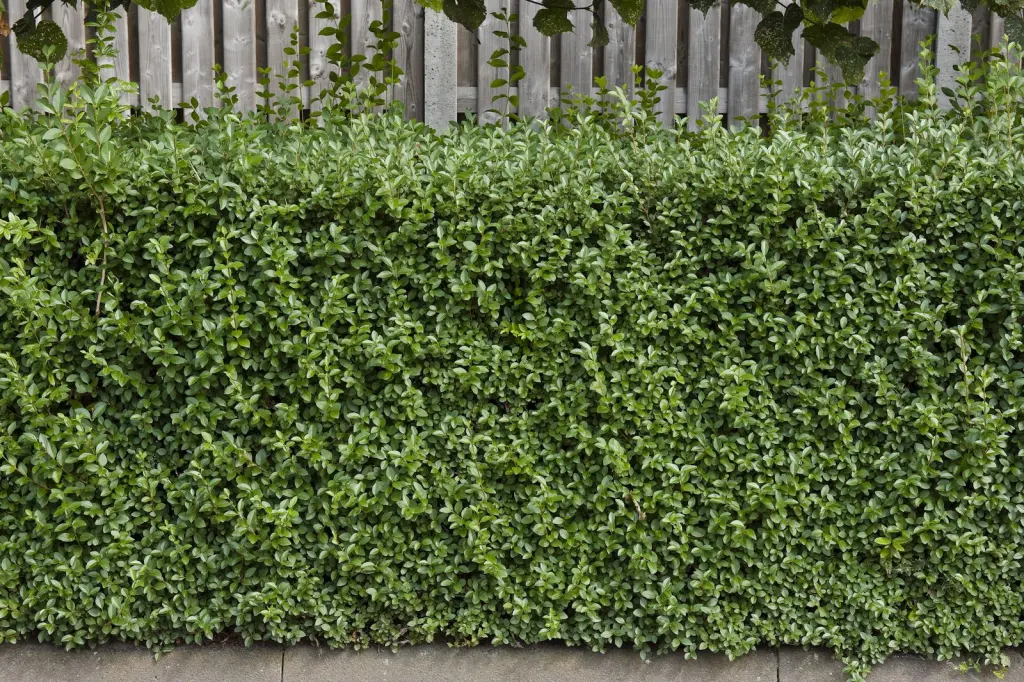 Dvärgliguster (Ligustrum vulgare ’Lodense’): formklippt häck längs en trädgårdsgräns
