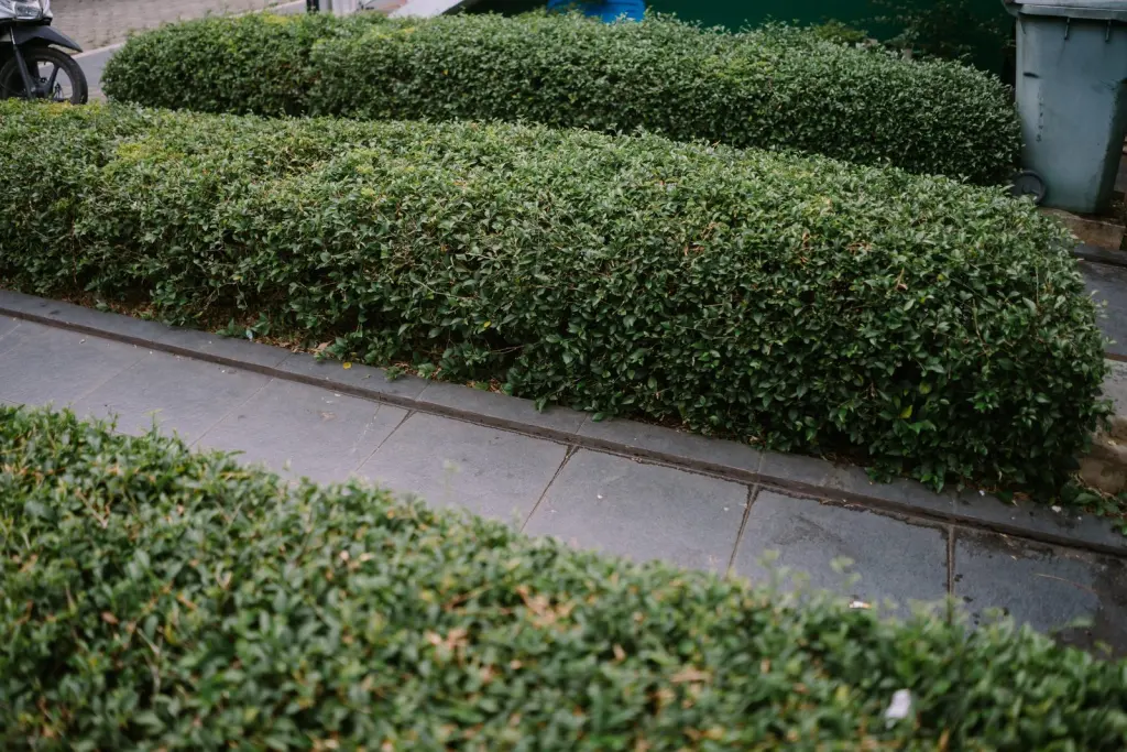 Dvärgliguster (Ligustrum vulgare ’Lodense’): tät häck i trädgården
