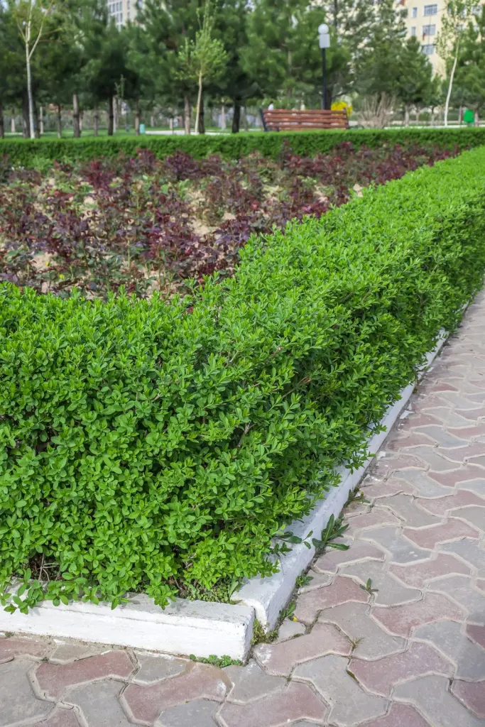 Dvärgliguster (Ligustrum vulgare ’Lodense’): häck sedd från sidan