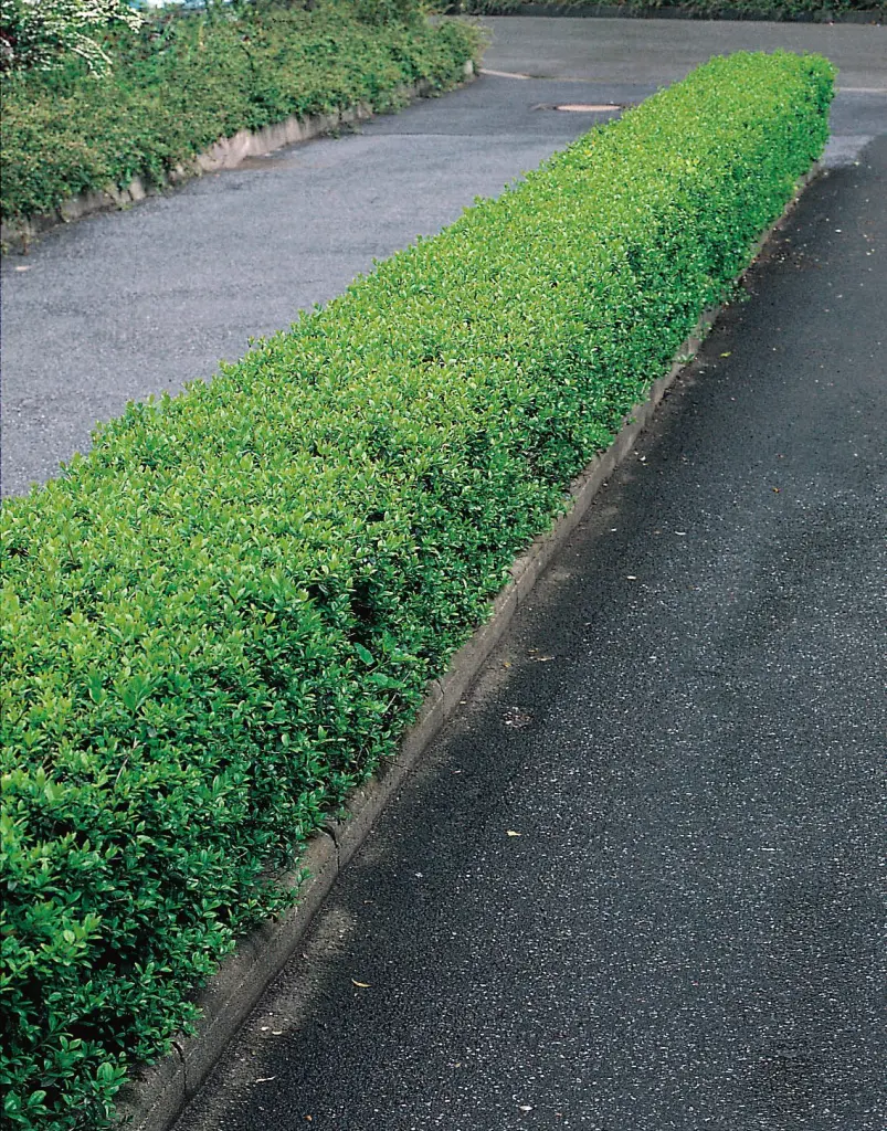 Dvärgliguster 20–40 cm (Ligustrum vulgare 'Lodense')
